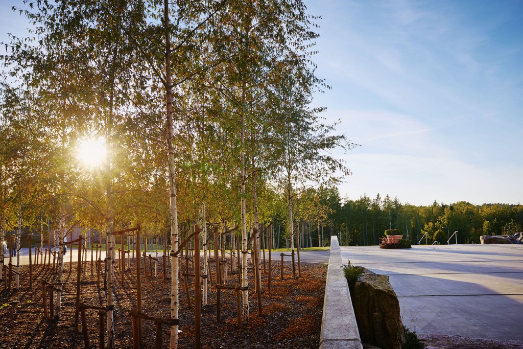 concrete with trees and sun